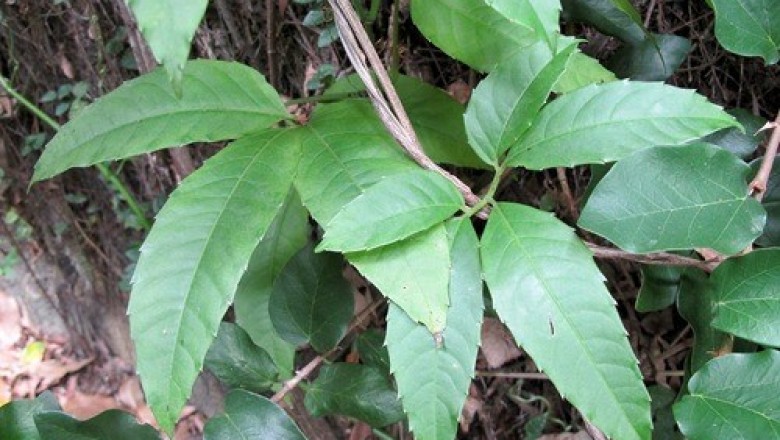 Cây dược liệu cây Dây quai bị - Tetrastigma strumarium Gagnep