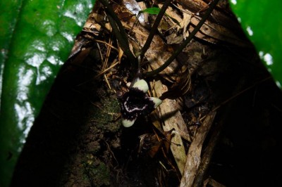 Cây dược liệu cây Hoa tiên, Trầu tiên - Asarum glabrum Merr
