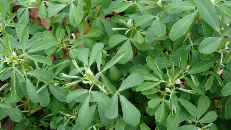 Cây dược liệu cây Hồ lô ba - Trigonella faenum graecum L