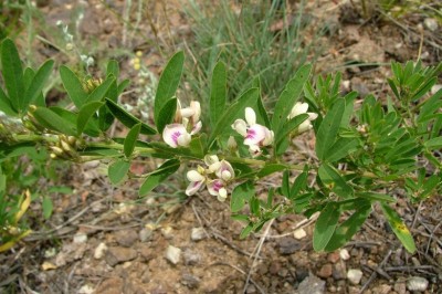 Cây dược liệu cây Hồ chi, Lẳng le - Lespedeza juncea (L.f.) Pers var. sericea (Thunb.) Lace et Hemsl (Hedysarum junceam l.f.L. cuneala (Dum. - Cours.) G.Don)