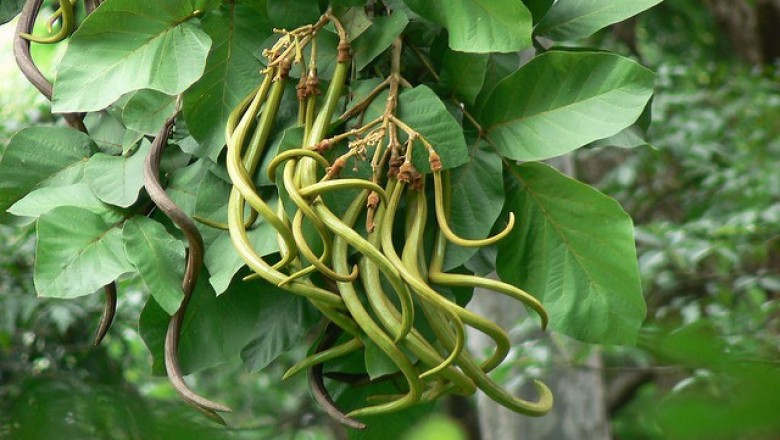 Cây dược liệu cây Ngọt nai, Dinh lá tuyến, Sò do - Fernandoa adenophylla (Wall ex G. Don) Steenis