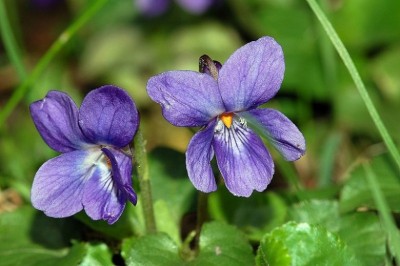 Cây dược liệu cây Hoa tím - Viola odorata L