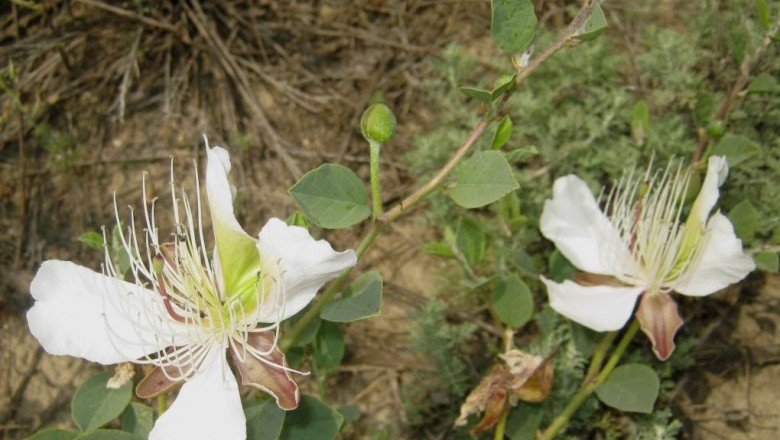 Cây dược liệu cây Dây quần quân, Dây van, Dây độc mộc ô, Cáp Thorel - Capparis thorelii Gagnep. var. pranensis Pierre ex Gagnep