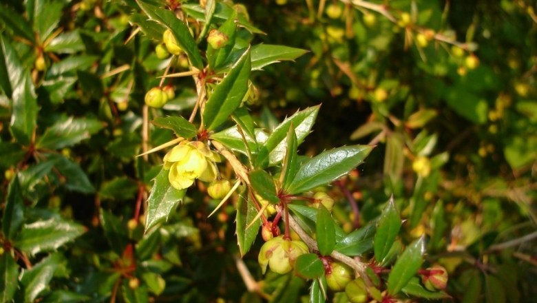 Cây dược liệu cây Hoàng liên gai, Hoàng mù, Hoàng mộc - Berberis wallichiana DC