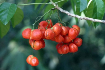 Cây dược liệu cây Hoạt bi - Harpullia arborea (Blanco) Radlk
