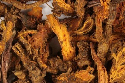 Cây dược liệu cây Hoàng liên - Coptis chinensis Franch