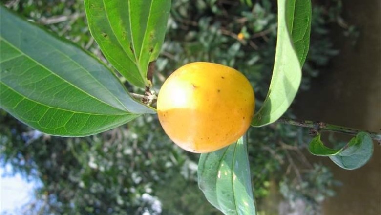 Cây dược liệu cây Hoàng nàn, Mã tiền lá quế, Vỏ đoãn - Strychnos wallichiana Stend. ex. DC. (S. gaulthierana Pierre ex Dop)