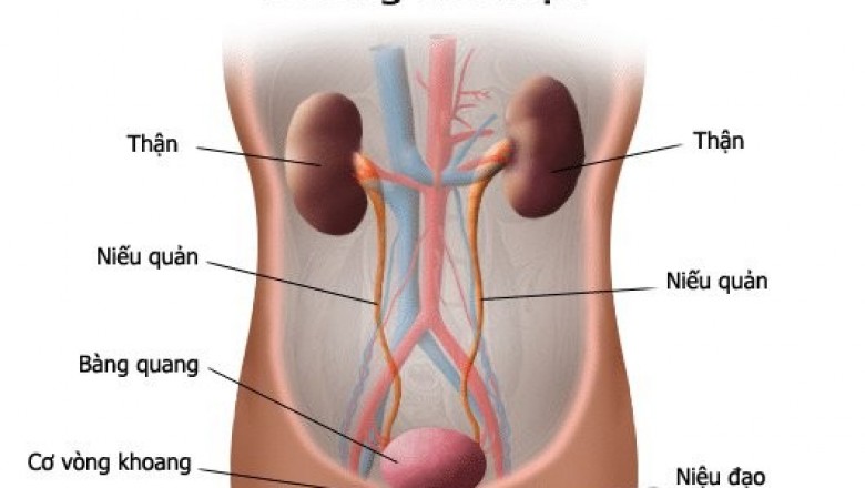 Bệnh Viêm đường tiết niệu