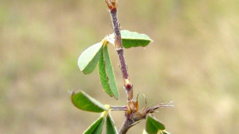 Cây dược liệu cây Hàn the cây, Tràng quả hai đốt - Dicerma biarticulatum (L.) DC. (Desmodium biarticulatum (L.), F.v Muell.)