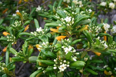 Cây dược liệu cây Hải đồng, Son - Pittosporum tobira (Thunb.) Ait