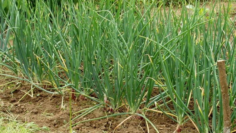 Cây dược liệu cây Hành ta - Allium ascalonicum L