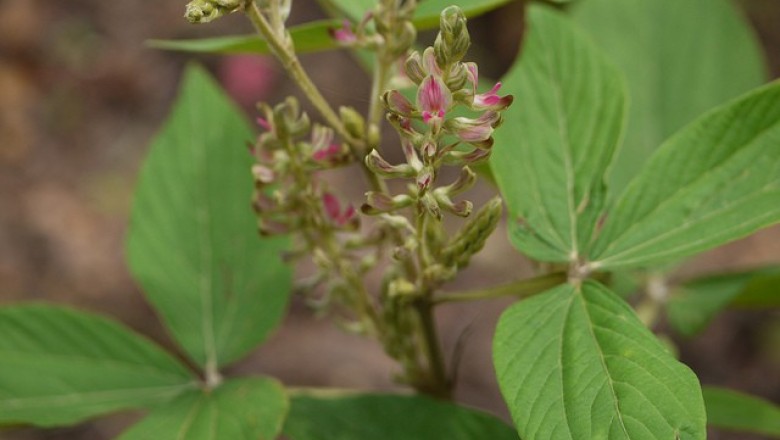 Cây dược liệu cây Hàm xì, Niễng cái, Tóp mỡ lá to - Flemingia macrophylla (Willd.) Merr. (Moghania macrophylla (Willd.), Kuntze)