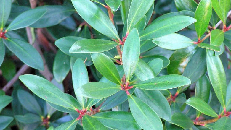 Cây dược liệu cây Hậu bì hương, Giang hoa trần - Ternstroemia gymnanthera (Wight et Arn.) Sprague (Cleyera gymnanthera Wight et Arn.)