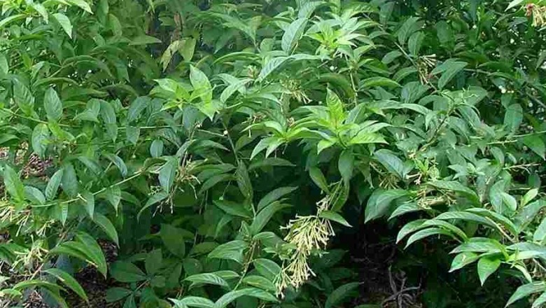 Cây dược liệu cây Dạ hương - Cestrum nocturnum L