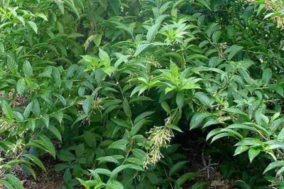 Cây dược liệu cây Dạ hương - Cestrum nocturnum L