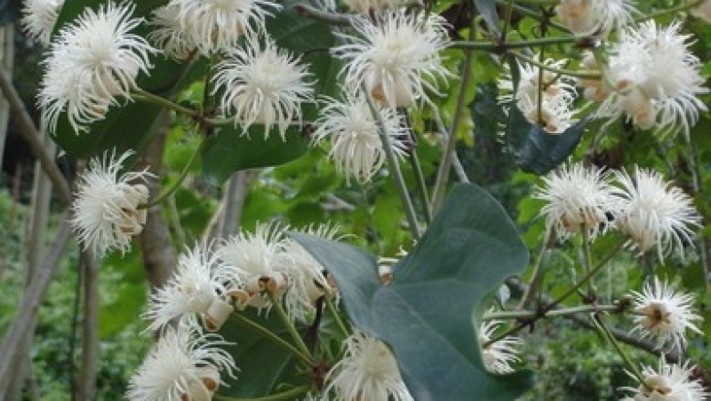 Cây Dây ông lão, Mộc thông - Clematis smilacifolia Wall