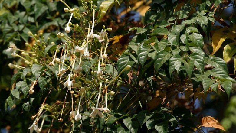 Cây dược liệu cây Ðạt phước - Millingtonta hortensis L.T