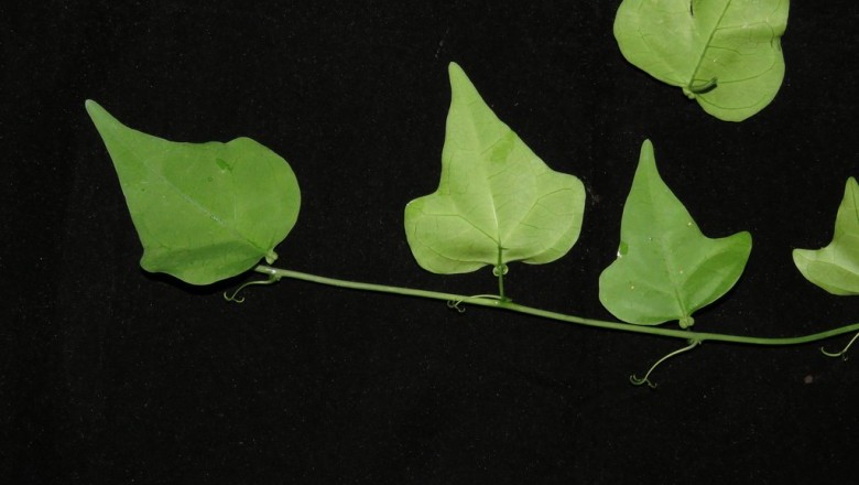 Cây Dây phục linh, Thư diệp tim - Adenia parviflora (Blanco) Cusset (A. cardiophylla (Mast.) Engl.)