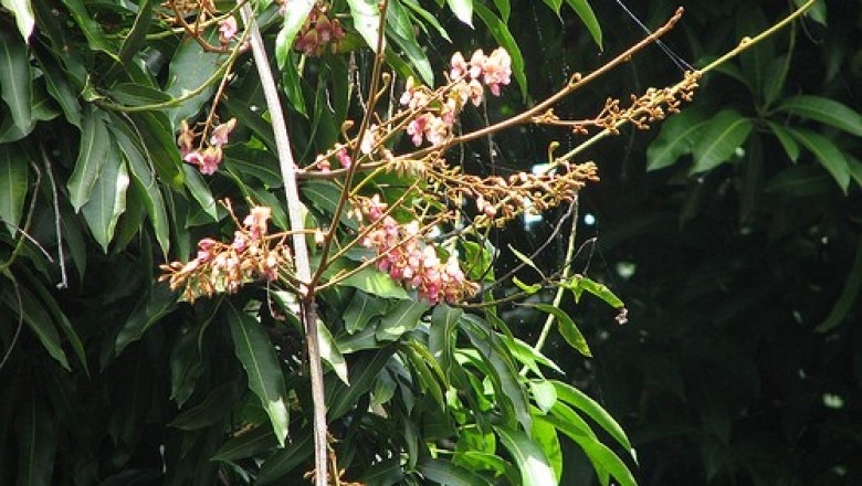 Cây Dây mật, Dây thuốc cá - Derris elliptica (Sweet) Benth