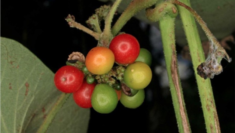 Cây Dây mối - Stephania hernandifolia (Willd.) Walp. (S. japonica (Thunb.) Miers var. bicolor (Blume) Forman)