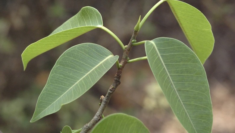 Cây dược liệu cây Ða Talbot - Ficus talbotii G. King