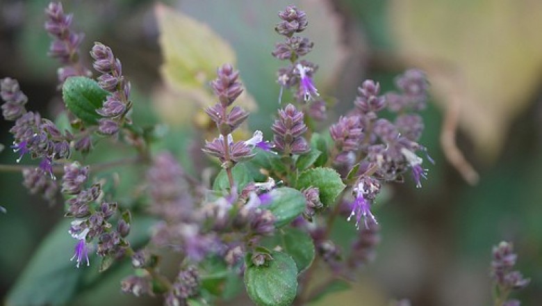 Cây Hoắc hương hoa nhỏ, Tu hùng hoa nhỏ - Pogostemon parviflorus Benth