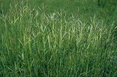 Cây Hoa cỏ - Bothriochloa pertusa (L.) A. Camus (Amphilophis pertusa (L.) Nash ex Stapf