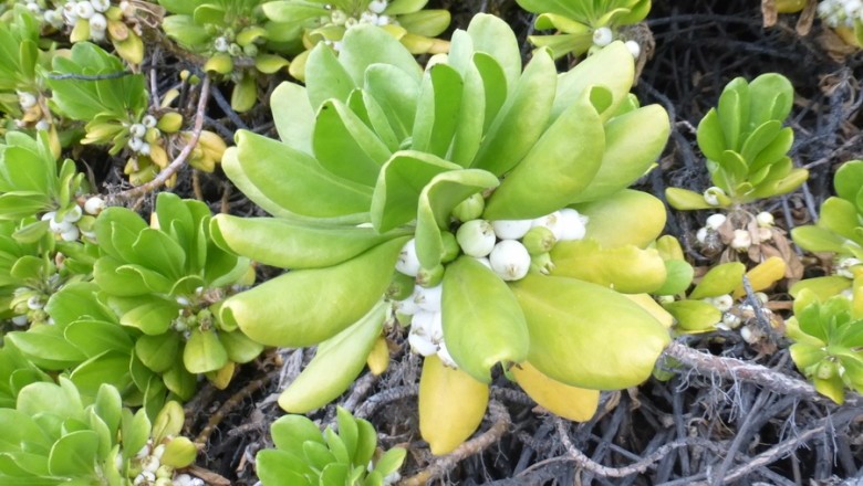 Cây Hếp - Scaveola taccada (Gaertn.), Roxb. (S. sericea Vahl)