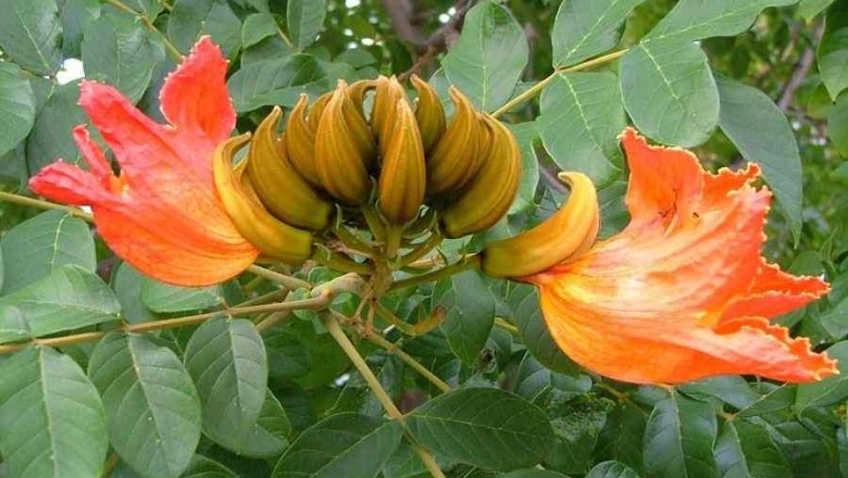 Cây Hoa chuông đỏ, Hồng kỳ - Spathodea campanulata P. Beauv