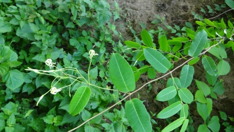 Cây Dây lá bạc - Cryptolepis sinensis (Lour.) Merr