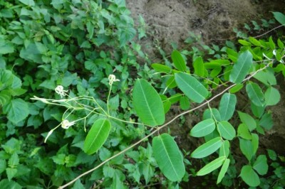 Cây Dây lá bạc - Cryptolepis sinensis (Lour.) Merr