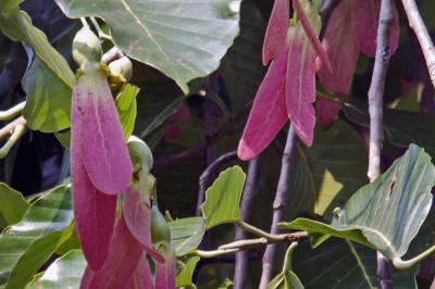 Cây Dầu con rái đỏ, Chò, Chò chang - Dipterocarpus turbinatus Gaertn. f