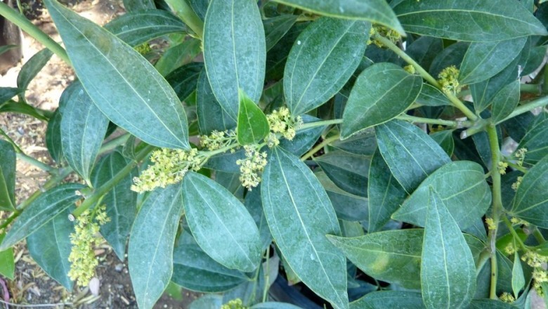 Cây Dây hồ cầu - Cocculus laurifolius DC