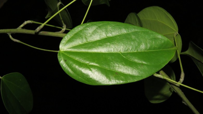 Cây Dây hoàng liên - Arcangelisia flava (L.) Merr