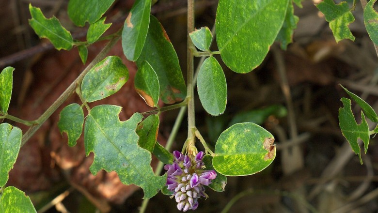 Cây Ðậu khác quả, Tràng quả dị quả, Cà phấn tàu - Densmodium heterocarpon (L. ) DG