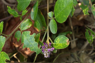 Cây Ðậu khác quả, Tràng quả dị quả, Cà phấn tàu - Densmodium heterocarpon (L. ) DG