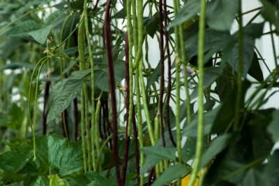 Cây Ðậu đen thòng, Ðậu trắng - Vigna unguiculata (L.) Walp. subsp