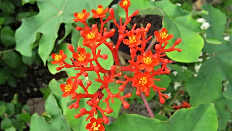 Cây Dầu lai có củ, Sen lục bình, Ngô đồng - Jatropha podagrica Hook