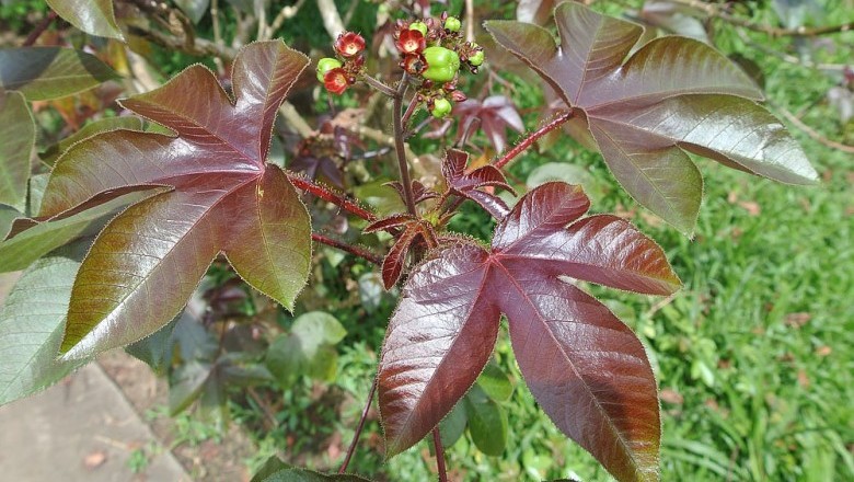 Cây Dầu mè tía, Dầu lai vải - Jatropha gossypiifolia L