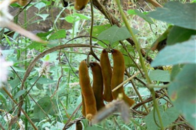 Cây Ðậu mèo rừng, Móc mèo; Ðậu ngứa - Mucuna pruriens (L.) DC