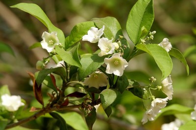 Cây Dây hoà liệt - Vallaris solanacea (Roth) Kuntze (V. heynei Spreng.)