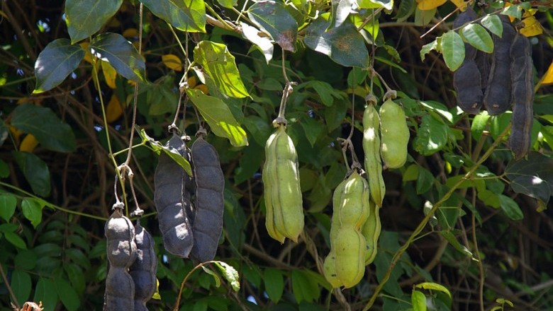 Cây Ðậu mèo lớn - Mucuna gigantea (Willd.) DG