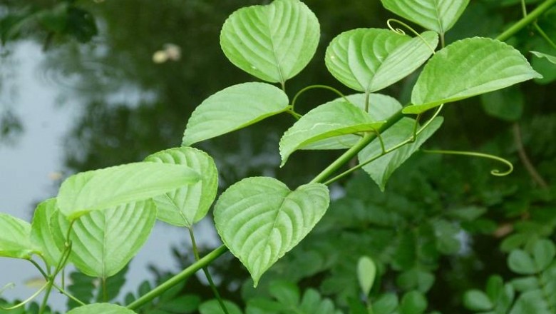 Cây Dây đòn gánh, dây đòn kẻ trộm - Gouania leptostachya DC. var. tonkinensis Pit