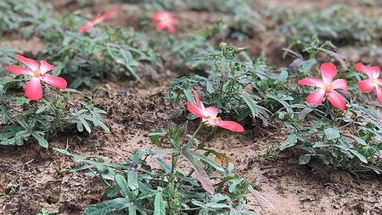 Kỹ thuật trồng cây Sâm Bố Chính cây dược liệu cực tốt cho mọi nhà