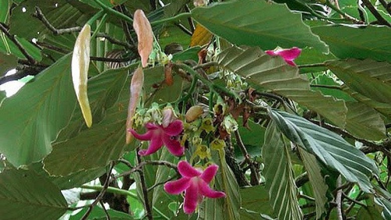 Cây Dầu trà beng - Dipterocarpus obtusifolius Teijsm. ex Miq