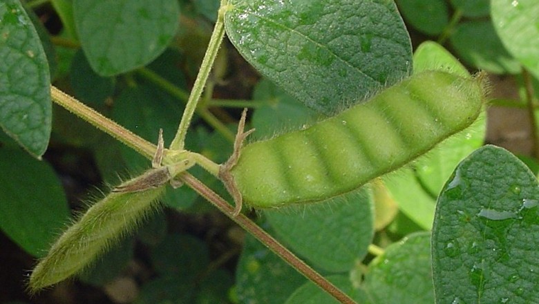 Cây Ðậu tương dại, Bình đậu - Atylosia scarabaeoides (L.) Benth
