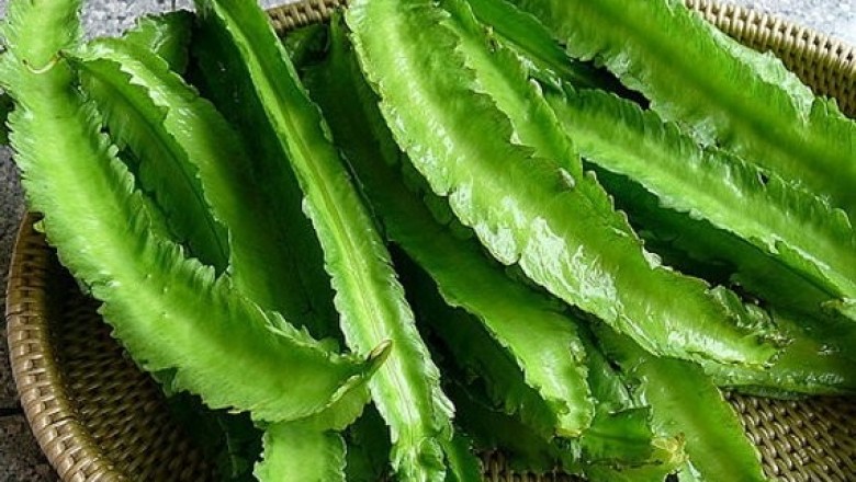Cây Ðậu rồng, Ðậu khế, Ðậu vuông - Psophocarpus tetragonolobus (L.) DC