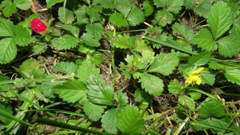 Cây Dâu núi, Dâu đất - Duchesnea indica (Andr.) Focke