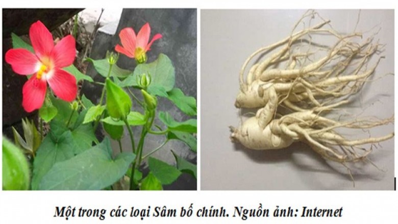 Trồng cây Sâm bố chính hãy Nghe thuyết minh về vùng nguyên liệu Sâm bố chính