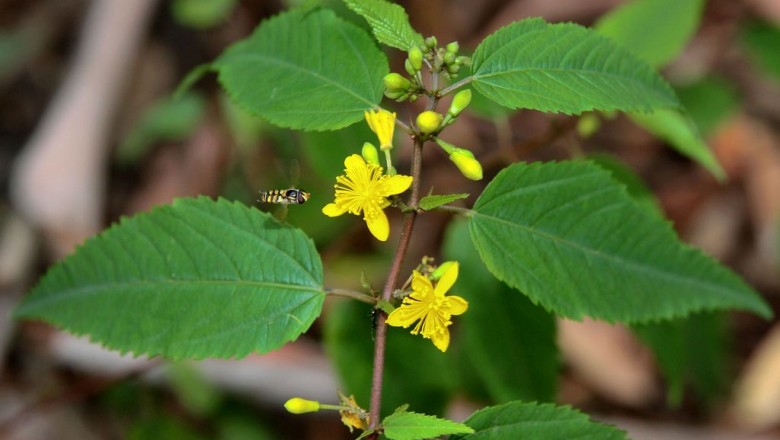 Cây Ðay hay Ðay quả tròn - Corchorus capsularis L